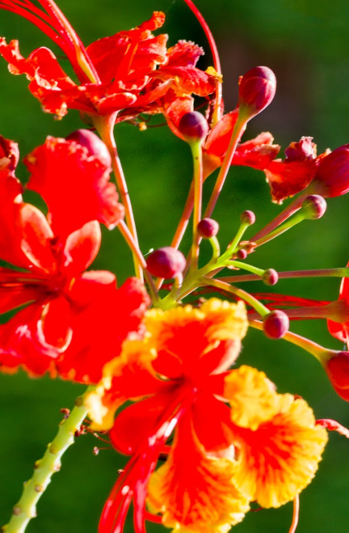 flor(Copy)