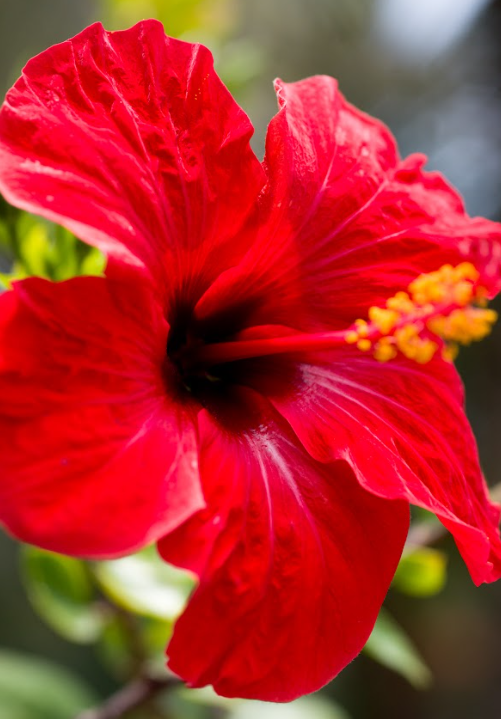 flor2 (Copy)
